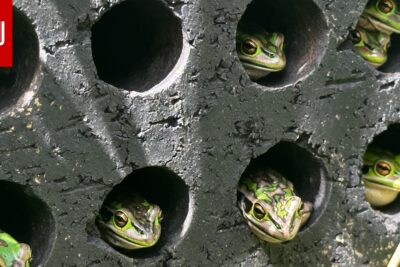 فطر فتاك “يلتهم” جلود الضفادع.. والحل يكمن في تحضير “ساونا” دافئة لها